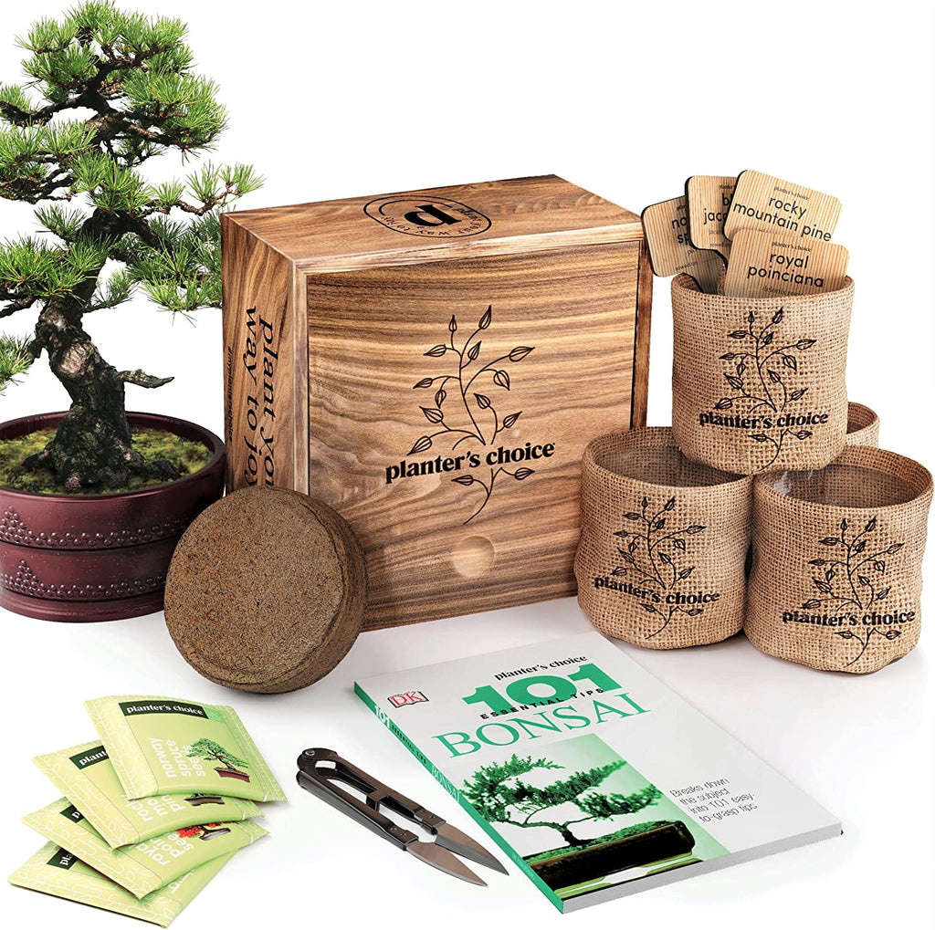 Buy Bonsai Tree Kit for Sale