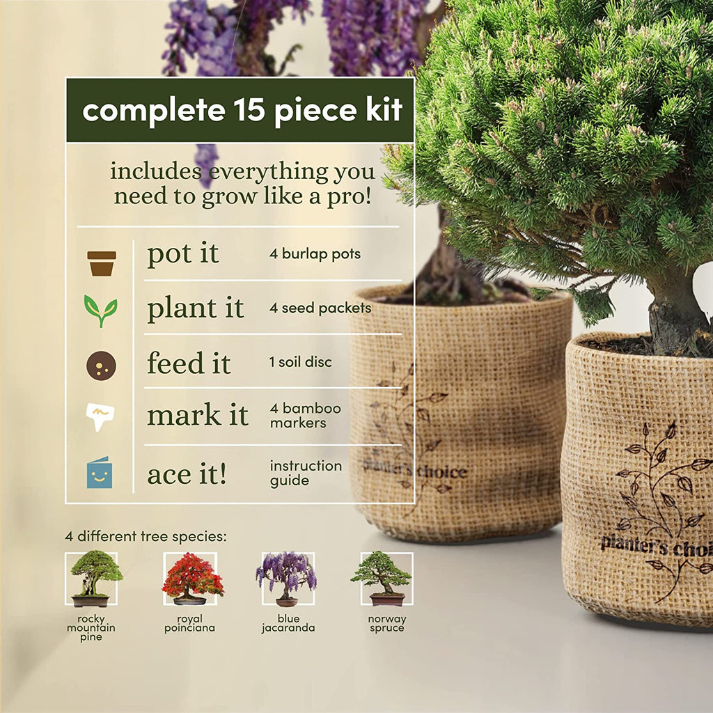 Planter's Choice Bonsai Growing Kit – Little Red Hen