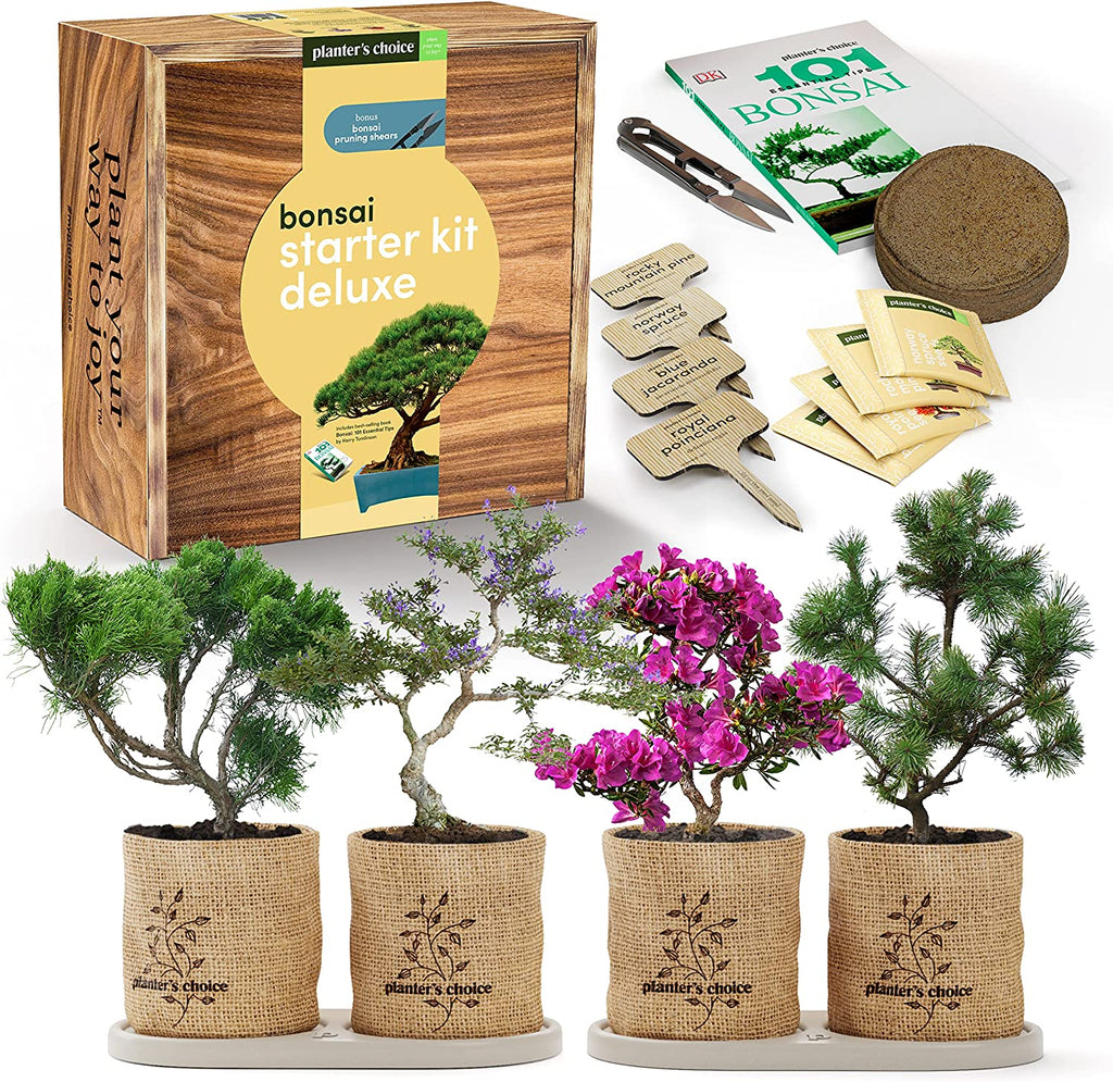 Bonsai Kit – planterschoice
